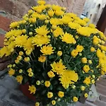 Il Giramondo