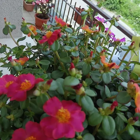 Il Giramondo Bed and Breakfast Montelabbate