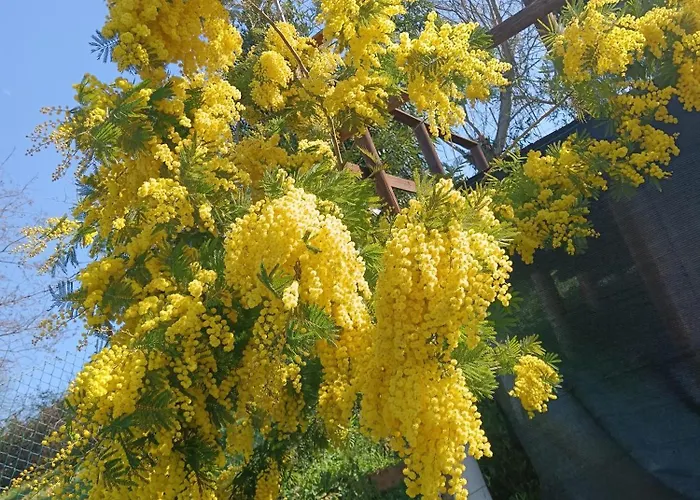 Alojamento de Acomodação e Pequeno-almoço Il Giramondo Montelabbate
